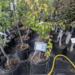 Edible Landscaping - All the plants here are so beautiful. So many varieties of blueberry