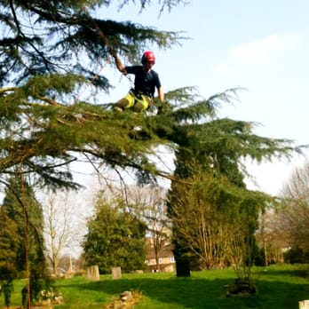 REDWOOD Tree Care - Tree Services Near Me - Solihull, XWM REDWOOD Tree Care - Tree Services Near Me - Solihull, XWM