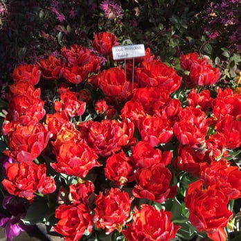 Ironstone Vineyards - Beautiful daffodils and tulips of every varietal. Love spring at Ironstone! - Wineries Near Me - Murphys, California