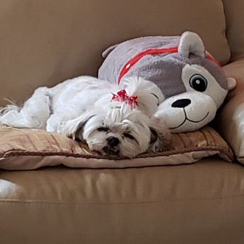 Doggi Dogi Spa - Pet Groomers Near Me - Fullerton, California