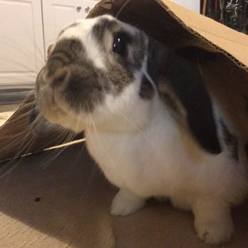 Rainbow Bridge Vet Services - "Peak-A-Boo!  I'm Epicurious getting my exercise!  I'm a high-energy bun."  Anthony helped us with Epicurious.  He is wonderful. - Veterinarians Near Me