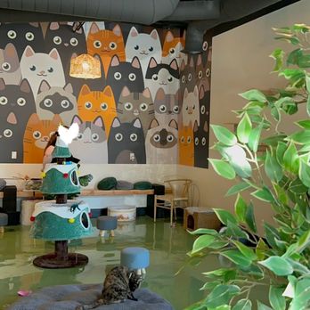 Catfe - Cafes Near Me - Santa Clarita, California Catfe - Cafes Near Me - Santa Clarita, California