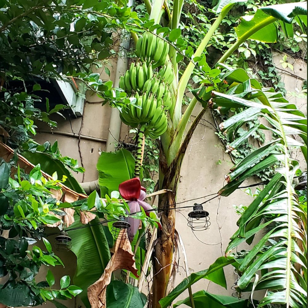 NoJa - The courtyard even has bananas growing out there! Lots of them. - New American Near Me - Mobile, Alabama NoJa - The courtyard even has bananas growing out there! Lots of them. - New American Near Me - Mobile, Alabama