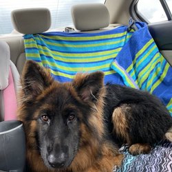 Chow Hound Pet Supplies