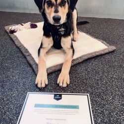 Gigi's Behavior Services - Remus graduating from Skills and Manners part 1