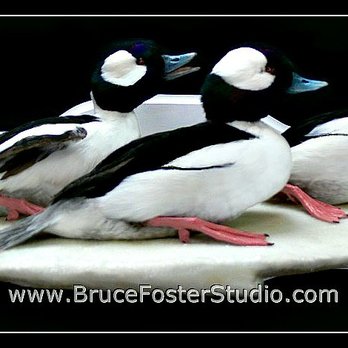 Bruce Foster Studio - Fishing Near Me - Grasonville, Maryland