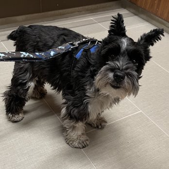 Petco - This was before, he did not have any matted fur. He was just in need of a trim and bath. - Pet Training Near Me - Leander, Texas