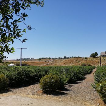 Temecula Berry - Blueberry field - Farms Near Me - Temecula, California