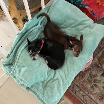 Ken-Mar Rescue - New sisters/BFFs - Animal Shelters Near Me Ken-Mar Rescue - New sisters/BFFs - Animal Shelters Near Me