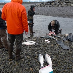 Silverfin Guides