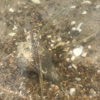 North Beach - Living the best shell life ever - Beaches Near Me - Corpus Christi, Texas