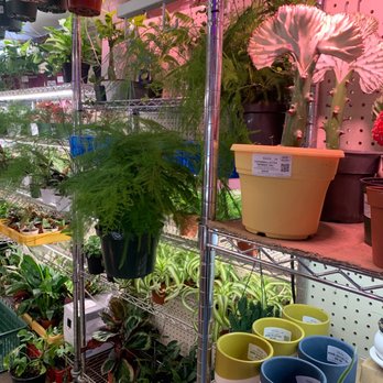 Rainbow - Plants - Nurseries & Gardening Near Me - Rosemead, California Rainbow - Plants - Nurseries & Gardening Near Me - Rosemead, California