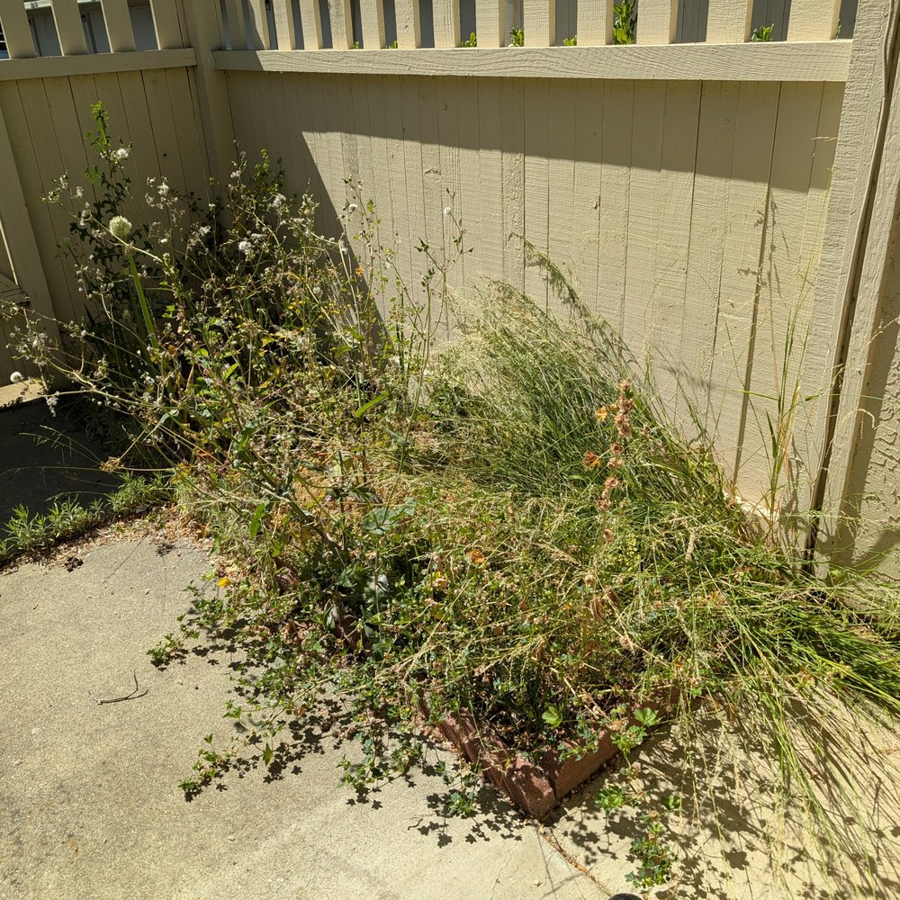 Willow Glen Gardening - Before - overgrown weeds, old plants - Gardeners Near Me