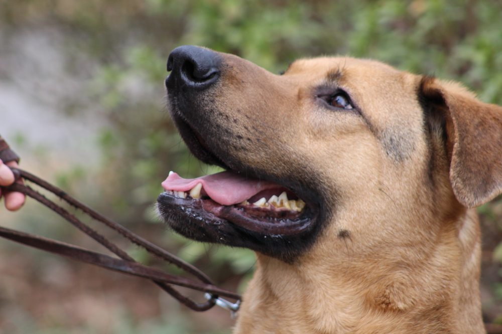 PACK LEADER K9 ACADEMY Updated April 2024 22 Photos Charlotte, North Carolina Pet