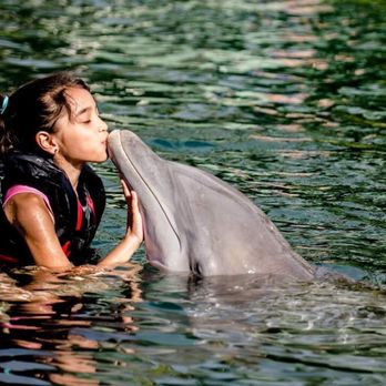 Dolphin Quest - Tours Near Me - Waikoloa, Hawaii Dolphin Quest - Tours Near Me - Waikoloa, Hawaii