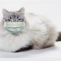 Photo of Finicky Felinz