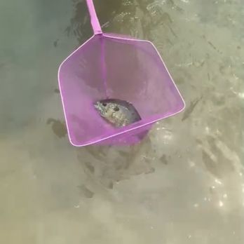 Lake Holiday Camp Resort - Caught a fish in the pond! (its alive and was released immediately) - Campgrounds Near Me - De Motte, Indiana Lake Holiday Camp Resort - Caught a fish in the pond! (its alive and was released immediately) - Campgrounds Near Me - De Motte, Indiana