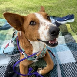 Newly adopted Dingo, aka Boulder dog! Newly adopted Dingo, aka Boulder dog!