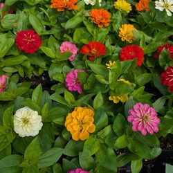 Sunscape Farms Greece - Zinnias