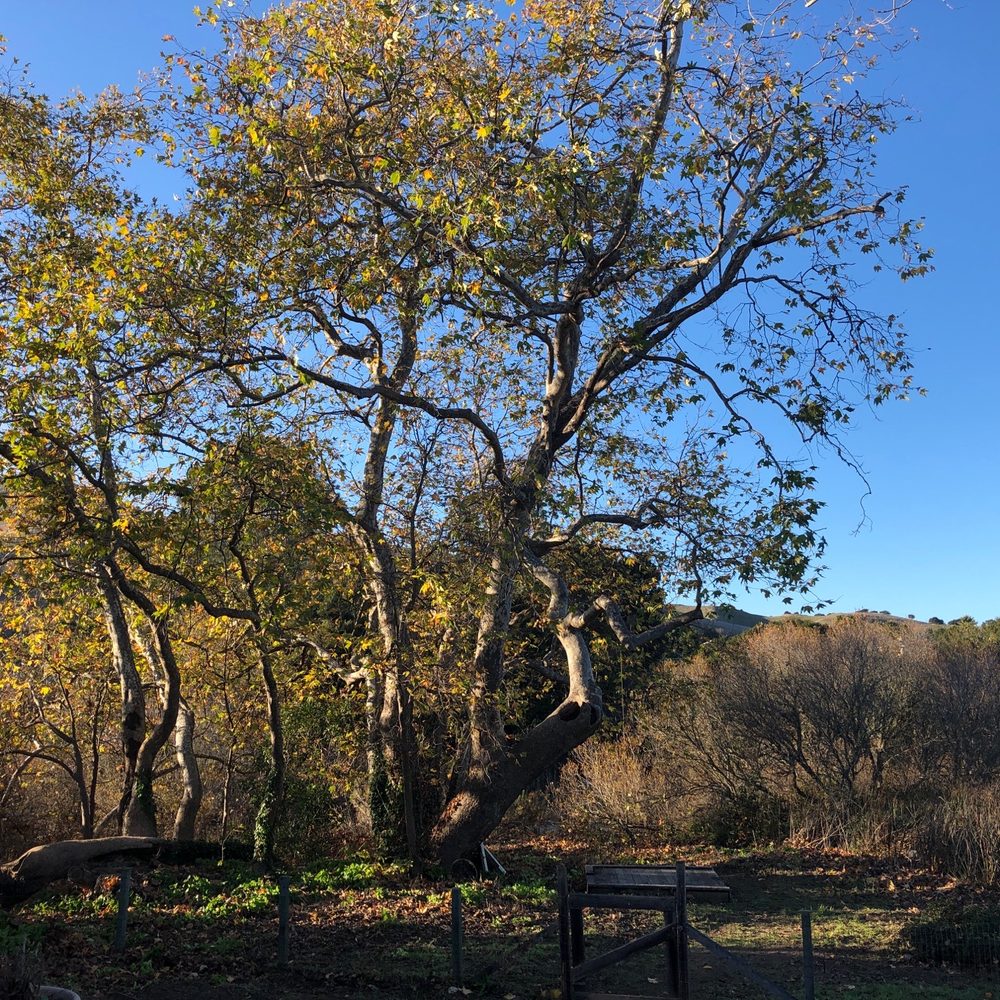 Mountain Valley Tree Service - Tree Services Near Me