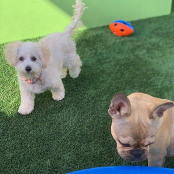 lax doggie daycare
