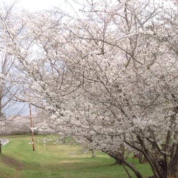 Cherry blossom trail - Festivals Near Me - Macon, Georgia