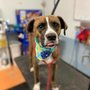 Photo of Pampered Pets Salon & Spa