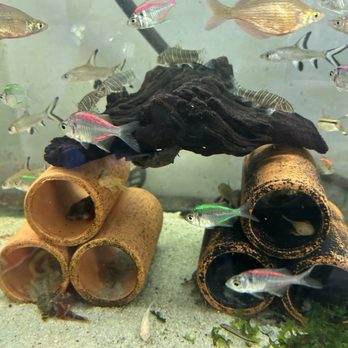 Lotus Aquarium - Aquarium Services Near Me - Lawndale, California Lotus Aquarium - Aquarium Services Near Me - Lawndale, California