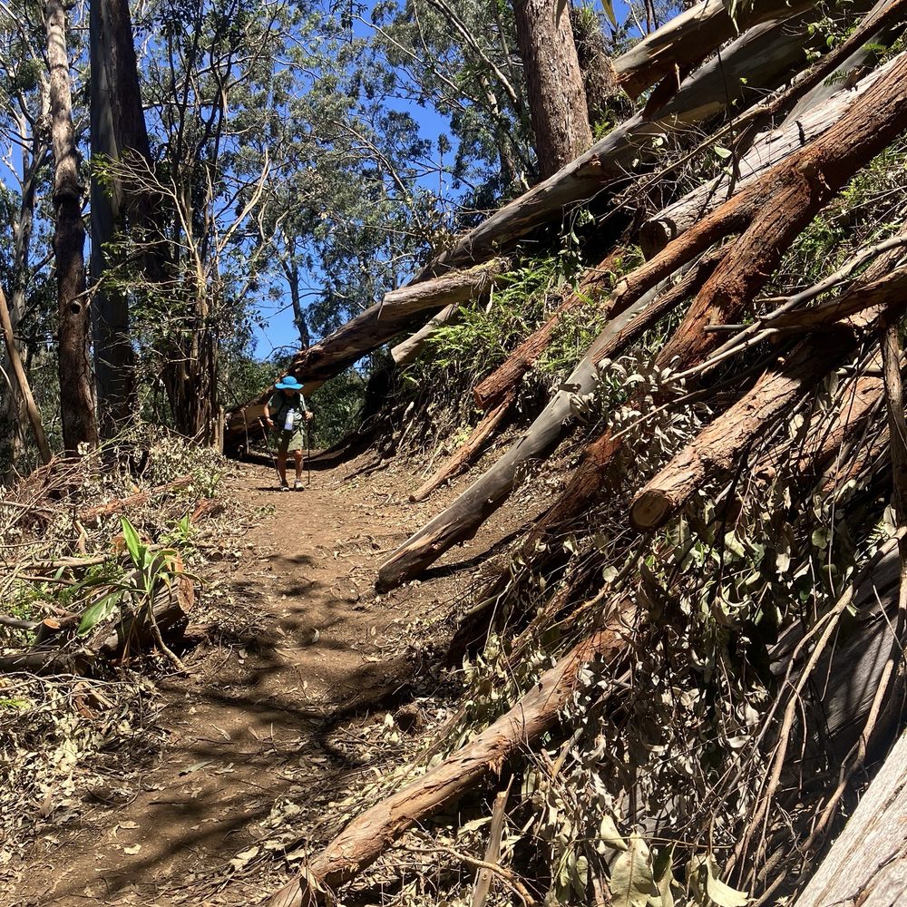 Aiea Loop Trail - Hiking Near Me - Aiea, Hawaii