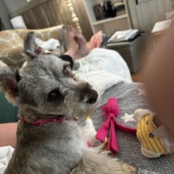 Dapper Dog Wash - Bad hair cut
