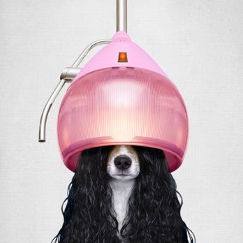 Pampered Paws Cage Free Pet Grooming - Pet Groomers Near Me - Tempe, Arizona Pampered Paws Cage Free Pet Grooming - Pet Groomers Near Me - Tempe, Arizona