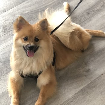 Good Dog Rocky - Pet Groomers Near Me - Ashburn, Virginia Good Dog Rocky - Pet Groomers Near Me - Ashburn, Virginia