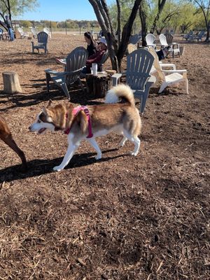 MUTTS Canine Cantina® by null