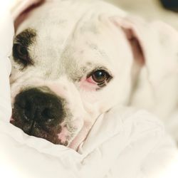 Here to Help Veterinary Hospice and at Home Euthanasia - Mr Mojo Risin