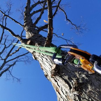 Arborist Prime - Tree Services Near Me - Waterford, Michigan Arborist Prime - Tree Services Near Me - Waterford, Michigan