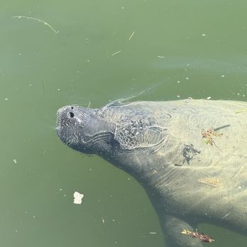 Paddle The Florida Keys - Manatee - Rafting/Kayaking Near Me - Tavernier, Florida Paddle The Florida Keys - Manatee - Rafting/Kayaking Near Me - Tavernier, Florida