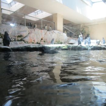Tiergarten Schönbrunn - penguins - Zoos Near Me - Vienna, 9