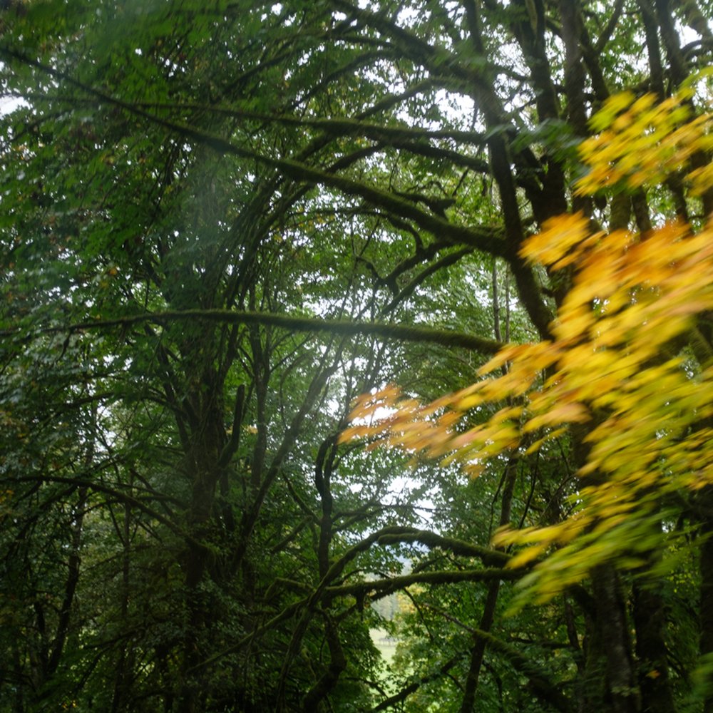 Customized Tours - Scenic drive! - Tours Near Me - Des Moines, Washington Customized Tours - Scenic drive! - Tours Near Me - Des Moines, Washington