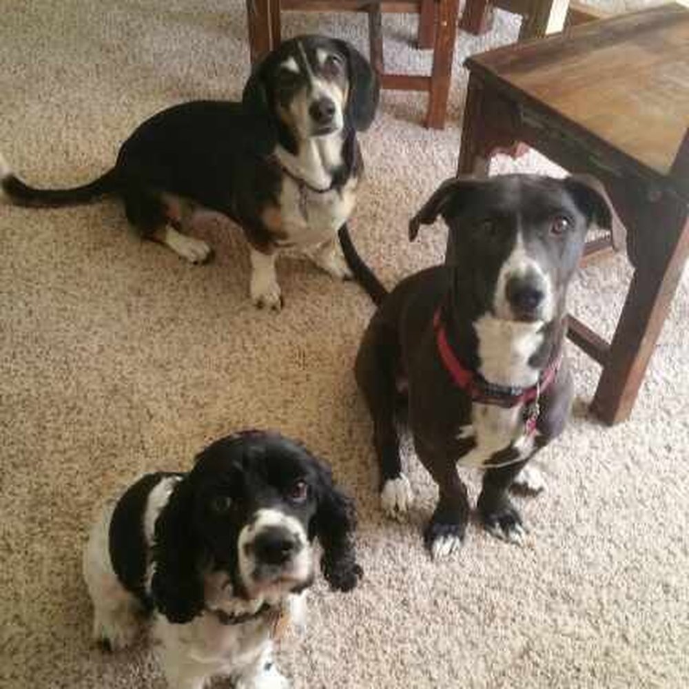 Jellybean Pet Care - Dog Walkers Near Me Jellybean Pet Care - Dog Walkers Near Me