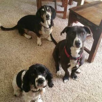Jellybean Pet Care - Dog Walkers Near Me