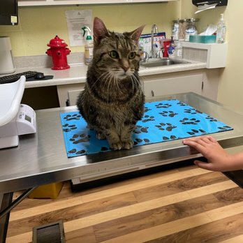 Eden Pet Hospital - Vet Visit - Veterinarians Near Me - Castro Valley, California