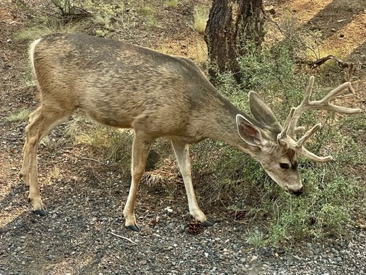 LaPine State Park by null