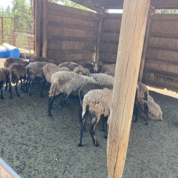Bear River Winery - Sheep behind the tasting room. - Wineries Near Me - Meadow Vista, California