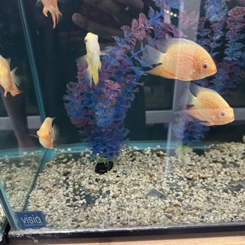 Fish World - Aquarium Services Near Me - Ontario, California