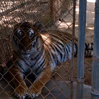 Tiger Creek Animal Sanctuary - Community Service/Non-Profit Near Me - Tyler, Texas