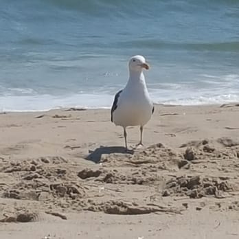 Katama Beach - Seagull - Beaches Near Me - Edgartown, Massachusetts Katama Beach - Seagull - Beaches Near Me - Edgartown, Massachusetts
