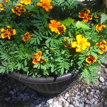 Depot Hot Dogs - Marigolds!  Also known as Calendula officinalis.  A plant of the Composite family.  :^)  Decor is quite lovely here. - Hot Dogs Near Me - Portage, Indiana