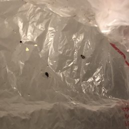 Insects I found in my bag of Black Eyed Peas. Insects I found in my bag of Black Eyed Peas.