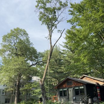 Emergen Trees - Large Decayed Oak at base-Beverly Shores - Tree Services Near Me