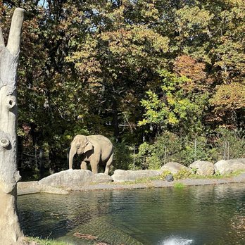 Bronx Zoo - Happy the Elephant - Zoos Near Me - Bronx, New York